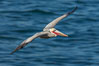Brown pelican in flight. The wingspan of the brown pelican is over 7 feet wide. The California race of the brown pelican holds endangered species status. In winter months, breeding adults assume a dramatic plumage. La Jolla, USA. Image #28959