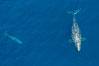 Aerial photo of gray whale calf and mother. This baby gray whale was born during the southern migration, far to the north of the Mexican lagoons of Baja California where most gray whale births take place. San Clemente, USA. Image #29031