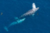 Gray whales traveling south to Mexico during their winter migration.  The annual migration of the California gray whale is the longest known migration of any mammal, 10,000 to 12,000 miles from the Bering Sea to Baja California. Coronado Islands (Islas Coronado)
