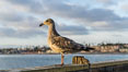 Gull, Oceanside Pier. California, USA. Image #29127