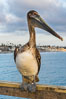 Pelican, Oceanside Pier. California, USA. Image #29128