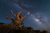 Stars and the Milky Way over ancient bristlecone pine trees, in the White Mountains at an elevation of 10,000' above sea level. These are the oldest trees in the world, some exceeding 4000 years in age. Ancient Bristlecone Pine Forest, White Mountains, Inyo National Forest, California, USA. Image #29406