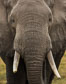 African elephant, Amboseli National Park, Kenya.