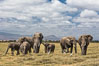 African elephant herd, Amboseli National Park, Kenya. Image #29510
