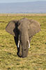 African elephant, Amboseli National Park, Kenya. Image #29519