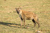 Spotted hyena, Amboseli National Park, Kenya. Image #29522