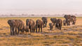 African elephant herd, Amboseli National Park, Kenya. Image #29531