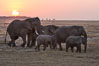 African elephant herd, Amboseli National Park, Kenya. Image #29536