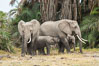 African elephant, Amboseli National Park, Kenya. Image #29544