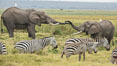 African elephant, Amboseli National Park, Kenya. Image #29548