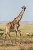 Maasai Giraffe, Amboseli National Park. Kenya. Image #29552