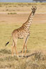 Maasai Giraffe, Amboseli National Park. Kenya. Image #29553
