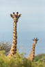 Maasai Giraffe, Amboseli National Park. Kenya. Image #29563