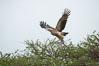Tawny eagle, Amboseli National Park, Kenya. Image #29566