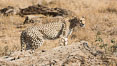 Cheetah, Amboseli National Park. Kenya. Image #29568