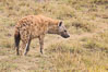 Spotted hyena, Amboseli National Park, Kenya. Image #29582