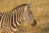 Zebra, Amboseli National Park, Kenya. Image #29594