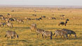 Zebra, Amboseli National Park, Kenya. Image #29595
