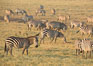 Zebra, Amboseli National Park, Kenya. Image #29596