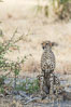 Cheetah, Meru National Park. Kenya. Image #29620