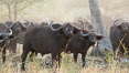 Cape Buffalo herd, Meru National Park, Kenya. Image #29637