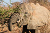 African elephant eating acacia, Meru National Park, Kenya. Image #29652