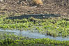 Nile crocodile, Meru National Park, Kenya. Image #29656