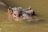 Hippopotamus, Meru National Park, Kenya. Image #29662