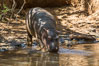 Hippopotamus, Meru National Park, Kenya. Image #29664