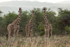 Reticulated giraffe, Meru National Park. Kenya. Image #29672