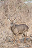 Waterbuck, Meru National Park, Kenya. Image #29693