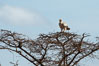 Tawny eagle in molt, Meru National Park, Kenya. Image #29714