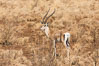 Grant's Gazelle, Meru National Park, Kenya. Image #29715