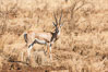Grant's Gazelle, Meru National Park, Kenya. Image #29716