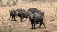 Cape Buffalo, Meru National Park, Kenya. Image #29721