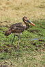 Saddle-billed stork, Meru National Park, Kenya. Image #29723