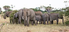 African elephant herd, Meru National Park, Kenya. Image #29748