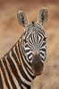 Zebra, Meru National Park, Kenya. Image #29763