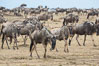 Wildebeest Herd, Maasai Mara National Reserve, Kenya. Image #29776