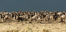 Wildebeest Herd, Maasai Mara National Reserve, Kenya. Image #29781