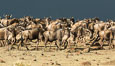 Wildebeest Herd, Maasai Mara National Reserve, Kenya. Image #29782