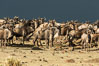 Wildebeest Herd, Maasai Mara National Reserve, Kenya. Image #29783
