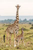 Maasai Giraffe, Maasai Mara National Reserve. Kenya. Image #29839