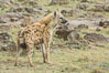 Spotted hyena, Maasai Mara National Reserve, Kenya. Image #29856
