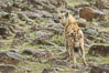 Spotted hyena, Maasai Mara National Reserve, Kenya. Image #29857