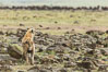 Spotted hyena surveying wildebeest herd, Maasai Mara National Reserve, Kenya. Image #29858
