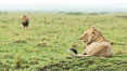 Lions, Maasai Mara National Reserve, Kenya. Image #29861