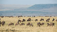 Wildebeest Herd, Maasai Mara National Reserve, Kenya. Image #29888