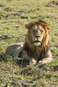 Lion, adult male, Maasai Mara National Reserve, Kenya. Image #29897