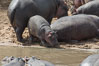 Hippopotamus, Olare Orok Conservancy, Kenya. Maasai Mara National Reserve. Image #29905